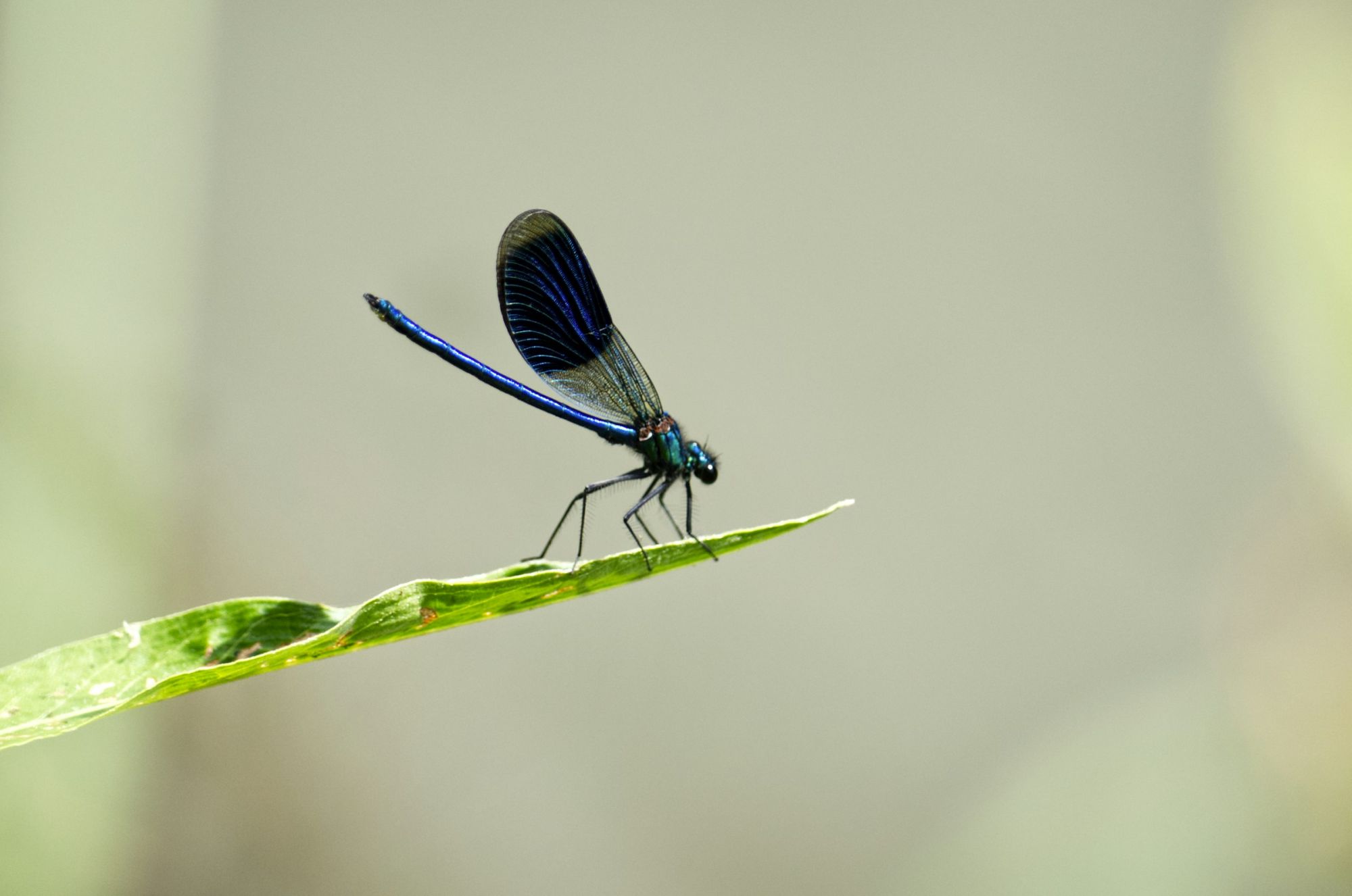 Blue damselfly resting on the tip of a green leaf